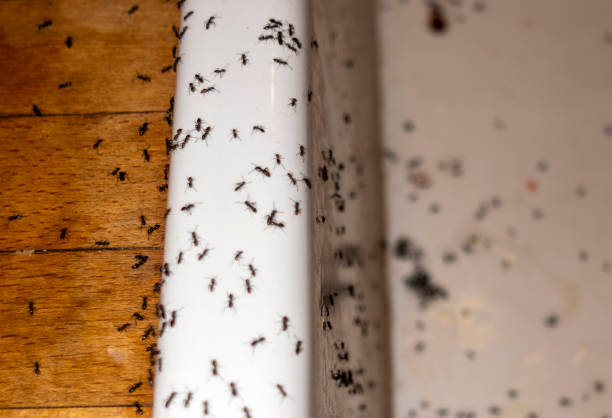 Best Commercial Pest Control Services  in Jal, NM