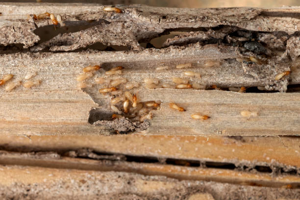 Best Pest Control for Homes  in Jal, NM